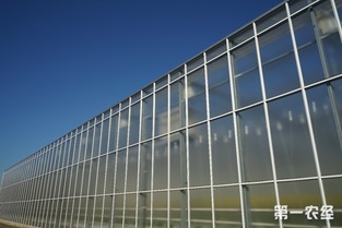 歸園新農人 80末“富二代”留學歸來，打造歐荷生態小番茄的綠色夢想